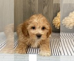 Small Photo #2 ShihPoo Puppy For Sale in SENECA FALLS, NY, USA
