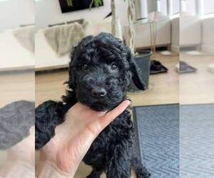 Poodle (Miniature) Puppy for sale in ORLANDO, FL, USA