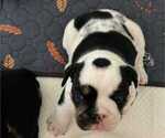Puppy Moo English Bulldog