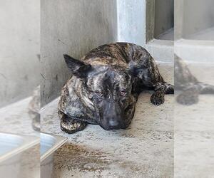 German Shepherd Dog-Unknown Mix Dogs for adoption in San Bernardino, CA, USA