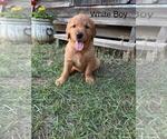 Small #4 Golden Retriever