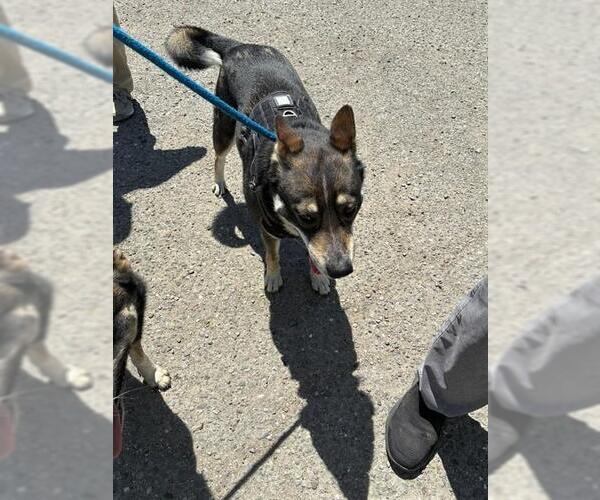 Medium Photo #1 Mutt Puppy For Sale in Stockton, CA, USA