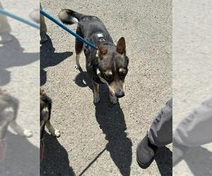 Mutt Dogs for adoption in Stockton, CA, USA