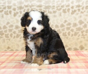 Miniature Bernedoodle Puppy for sale in DENVER, PA, USA
