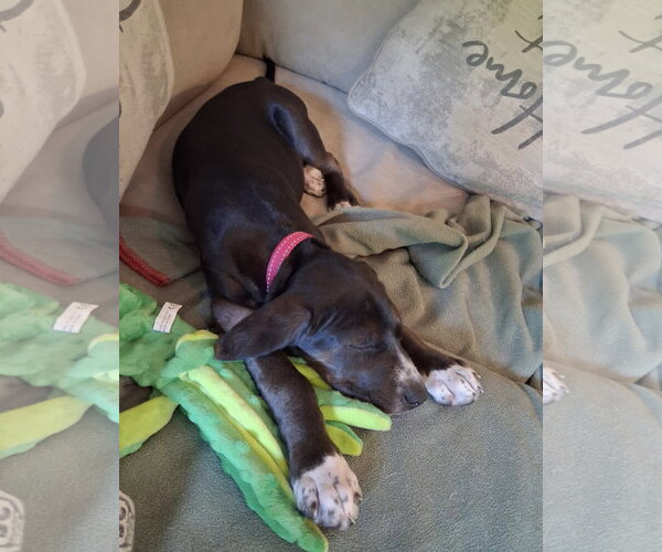 Medium Photo #4 American Foxhound-Unknown Mix Puppy For Sale in Cary, NC, USA
