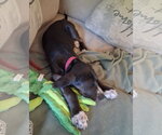 Small #3 American Foxhound Mix