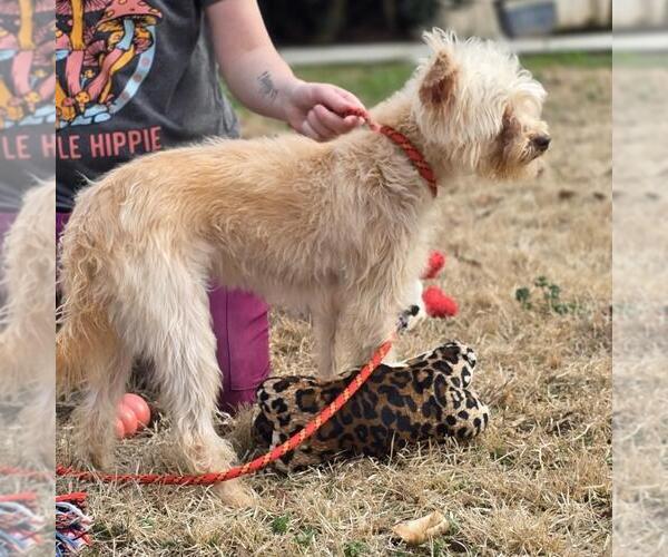 Medium Photo #2 Mutt Puppy For Sale in Yardley, PA, USA