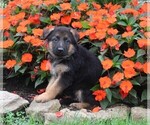 Small #4 German Shepherd Dog