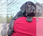 Puppy Green Cane Corso