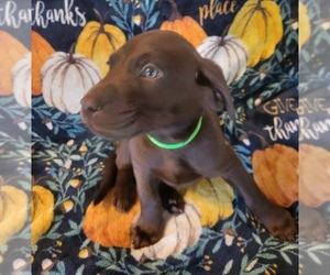 Labrador Retriever Puppy for sale in BROOKVILLE, OH, USA