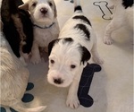 Small Photo #10 Bernedoodle (Miniature) (+ Poodle Miniature) Puppy For Sale in BREA, CA, USA