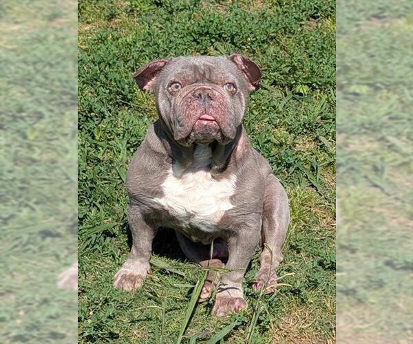 Medium Photo #1 Free-Lance Bulldog Puppy For Sale in Plano, TX, USA