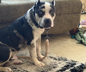 Father of the American Bully puppies born on 06/23/2026