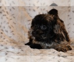 Small #11 Yorkiepoo mix (+ Poodle Toy)