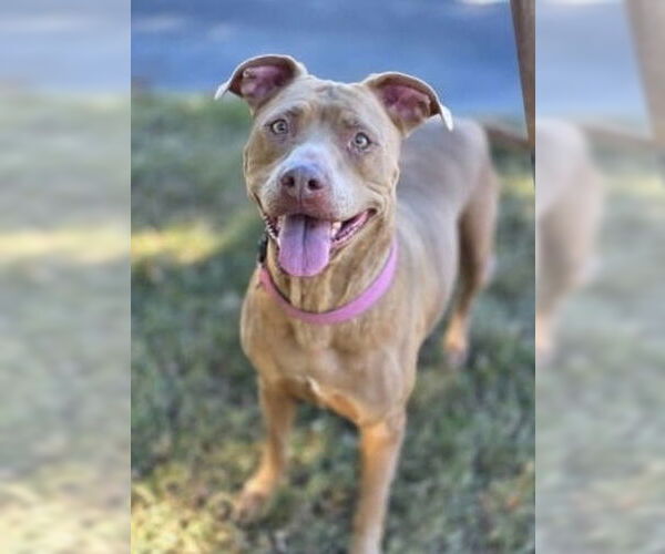 Medium Photo #5 American Pit Bull Terrier-Labrador Retriever Mix Puppy For Sale in Brewster, NY, USA