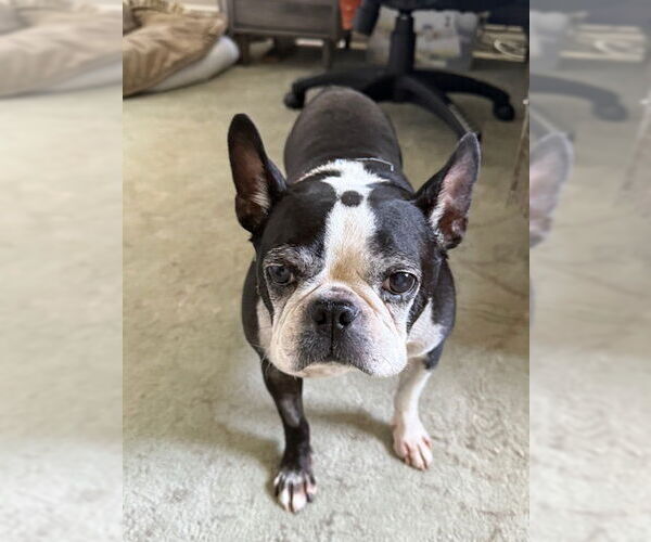 Medium Photo #7 Boston Terrier Puppy For Sale in Huntington Beach, CA, USA