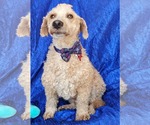 Small #2 Goldendoodle (Miniature)