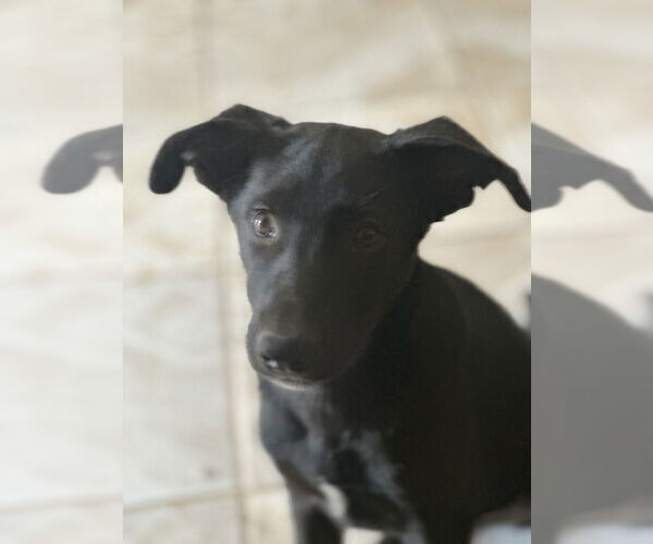 Medium Photo #7 Labrador Retriever-Unknown Mix Puppy For Sale in San Diego, CA, USA