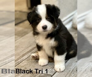 Medium Miniature American Shepherd
