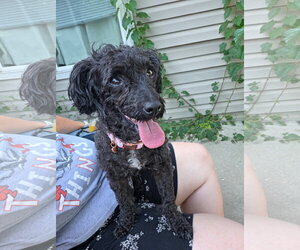 Candi - Female Poodle (Miniature) Dog for Adoption - Photo #4