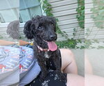 Small Photo #4 Poodle (Miniature) Puppy For Sale in Fort Wayne, IN, USA