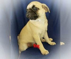 Pug Puppy for sale in LOUISE, TX, USA
