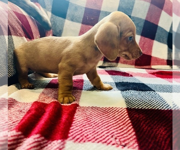 Medium Photo #19 Dachshund Puppy For Sale in THREE RIVERS, MI, USA