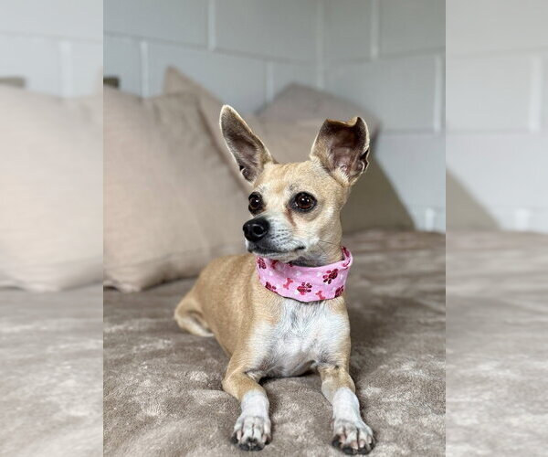 Medium Photo #3 Chihuahua-Unknown Mix Puppy For Sale in San Leon, TX, USA