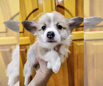 Small Photo #3 Pembroke Welsh Corgi Puppy For Sale in DES PLAINES, IL, USA