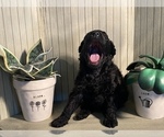 Small Photo #2 Labradoodle Puppy For Sale in CISCO, TX, USA
