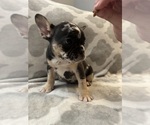 Small Photo #20 French Bulldog Puppy For Sale in MIDDLEBURY, IN, USA