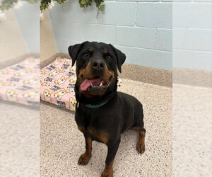 Rottweiler Dogs for adoption in Brighton, CO, USA
