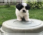 Small Photo #9 Zuchon Puppy For Sale in ORLAND PARK, IL, USA