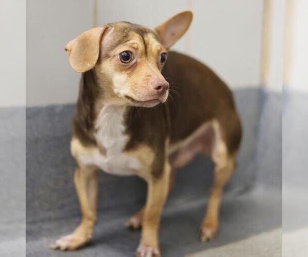 Medium Photo #1 Chihuahua Puppy For Sale in San Antonio, TX, USA