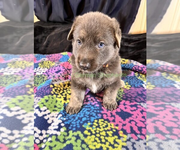 Medium Photo #7 German Shepherd Dog Puppy For Sale in PIEDMONT, MO, USA