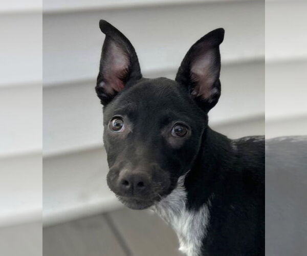 Medium Photo #3 Mutt Puppy For Sale in Canton, CT, USA