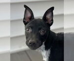 Small #2 Mutt