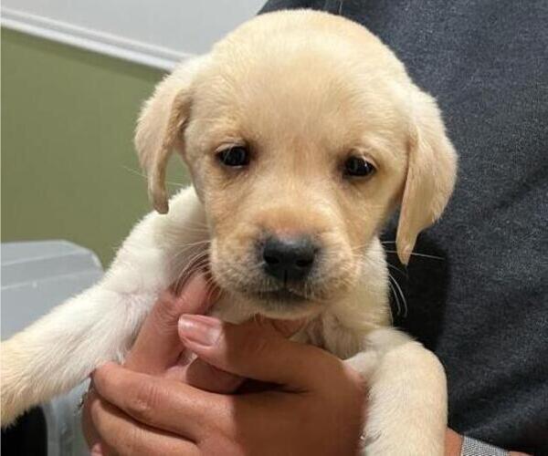 Medium Photo #5 Labrador Retriever Puppy For Sale in RIVERVIEW, FL, USA