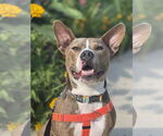 Small American Pit Bull Terrier