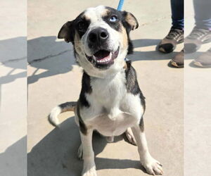 Siberian Husky-Unknown Mix Dogs for adoption in Anniston, AL, USA