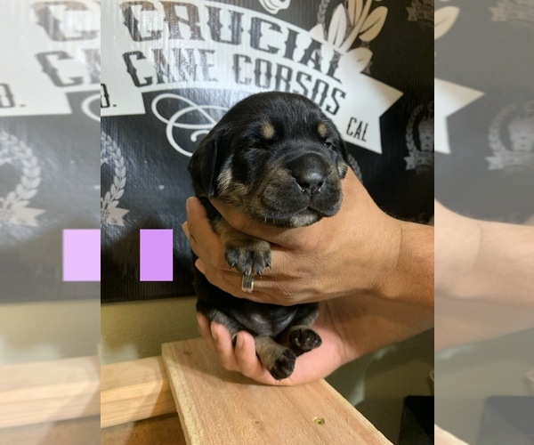 Medium Photo #5 Cane Corso Puppy For Sale in HEMET, CA, USA
