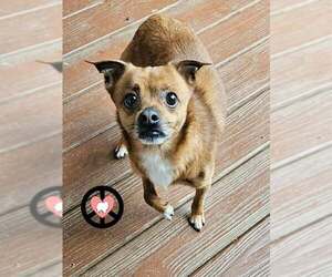 Socks - Male Jack Chi Dog for Adoption - Photo #2