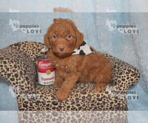 Aussiedoodle-Poodle (Toy) Mix Puppy for sale in SANGER, TX, USA