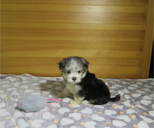 Morkie Puppy for Sale in COOKEVILLE, Tennessee USA
