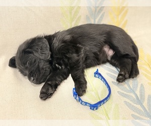 Labradoodle Puppy for sale in PRESCOTT VALLEY, AZ, USA