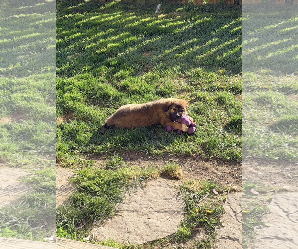 Medium Photo #3 Great Pyrenees-Unknown Mix Puppy For Sale in Polson, MT, USA