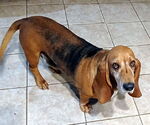 Small #3 Basset Hound