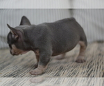 Small Photo #4 French Bulldog Puppy For Sale in LOS ANGELES, CA, USA