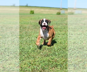Boxer Puppy for Sale in HUMBOLDT, Nebraska USA