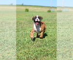 Small Photo #1 Boxer Puppy For Sale in HUMBOLDT, NE, USA